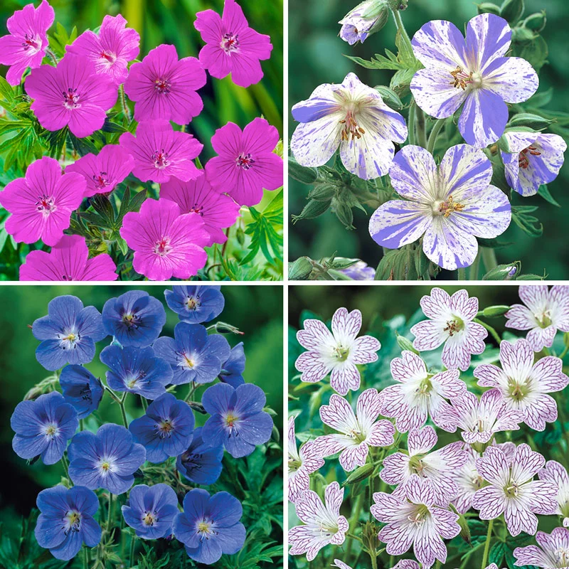 Everblooming Hardy Geranium Collection