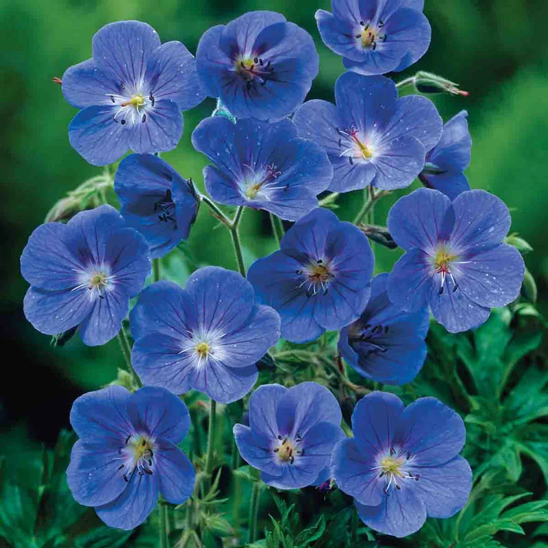 20-everblooming-hardy-geranium-collection-1.webp