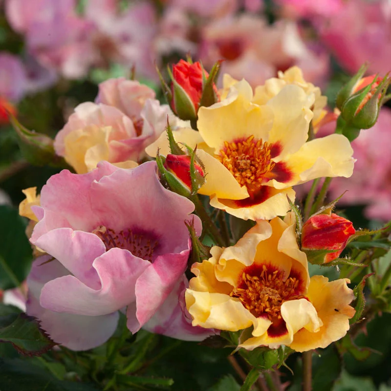 In Your Eyes⢠Shrub Rose