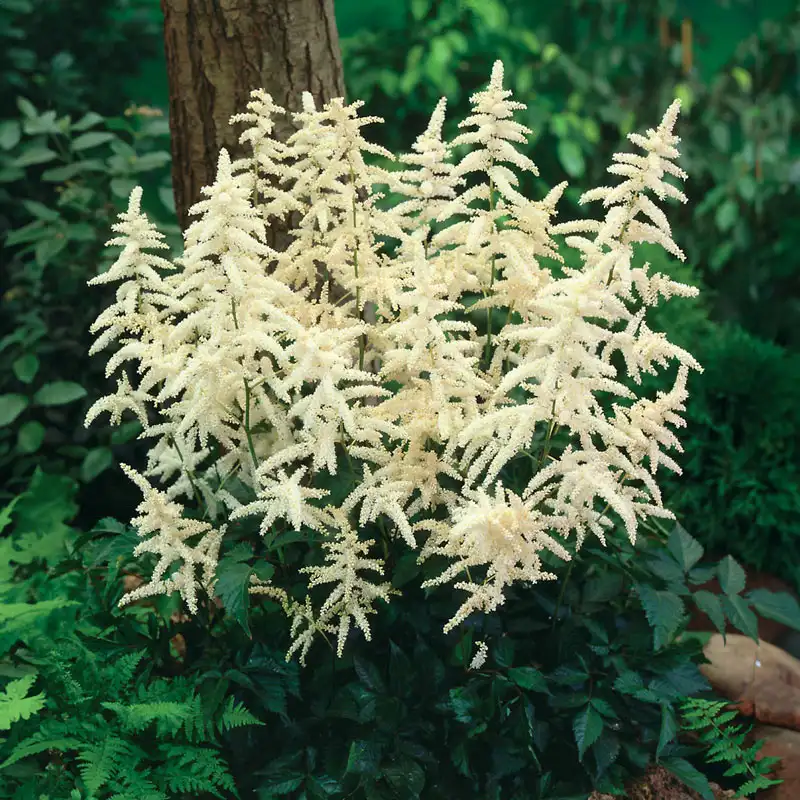 203-astilbe-deutschland-white-1.webp