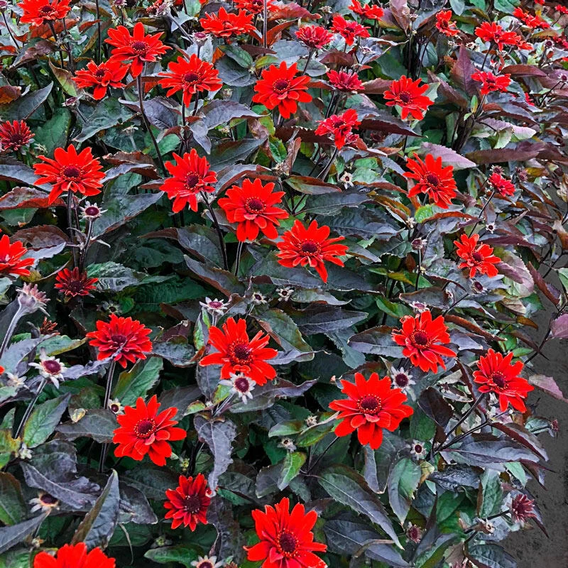 Fire Twister False Sunflower