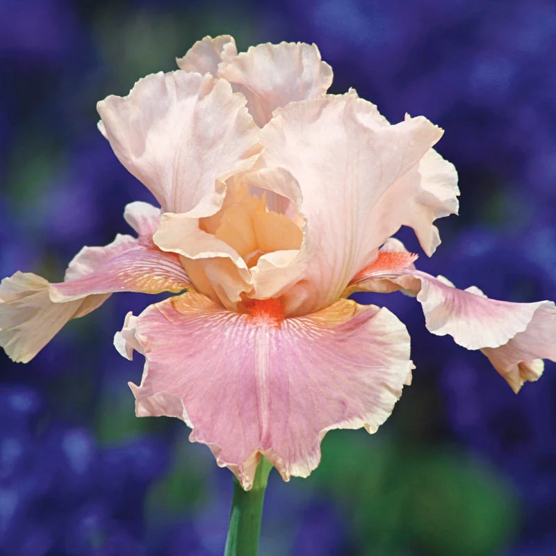 Entitled Bearded Iris