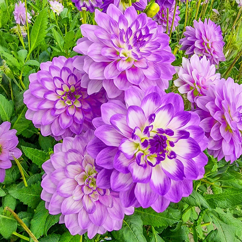 21-blue-wish-dahlia-1.webp
