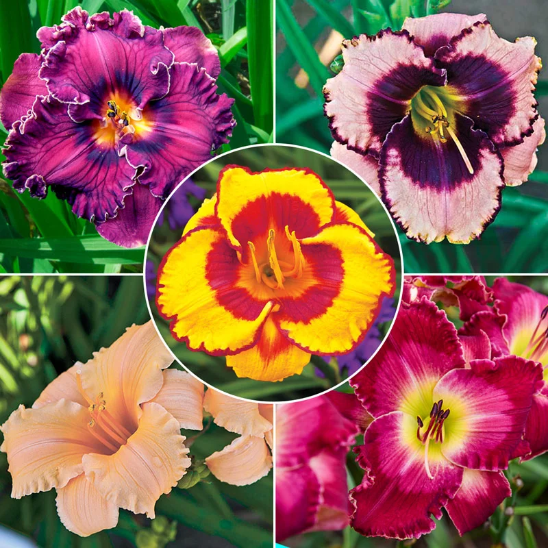 Summertime Sweets Reblooming Daylily Collection