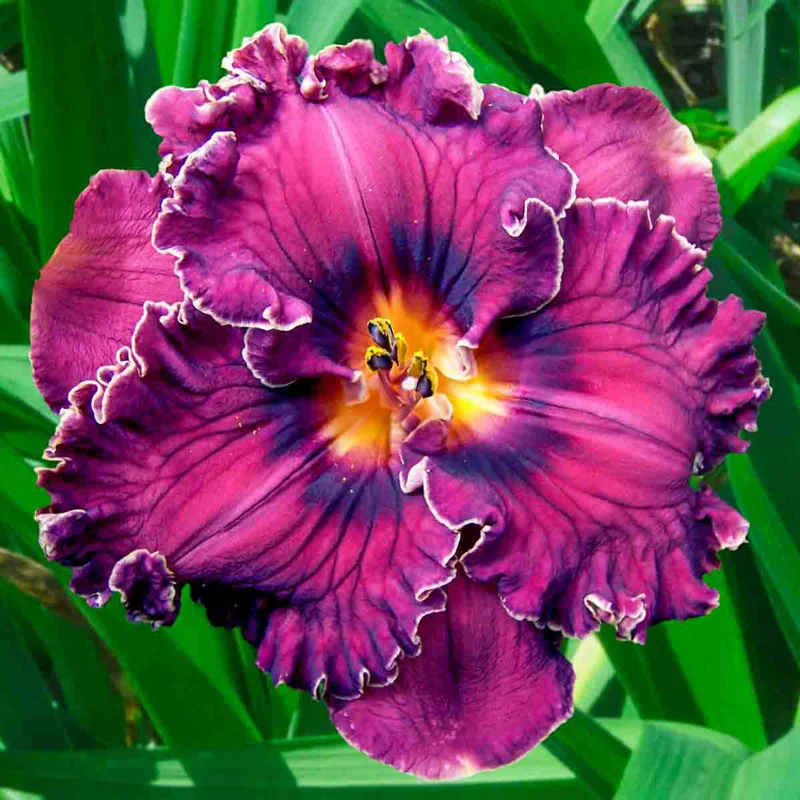Summertime Sweets Reblooming Daylily Collection