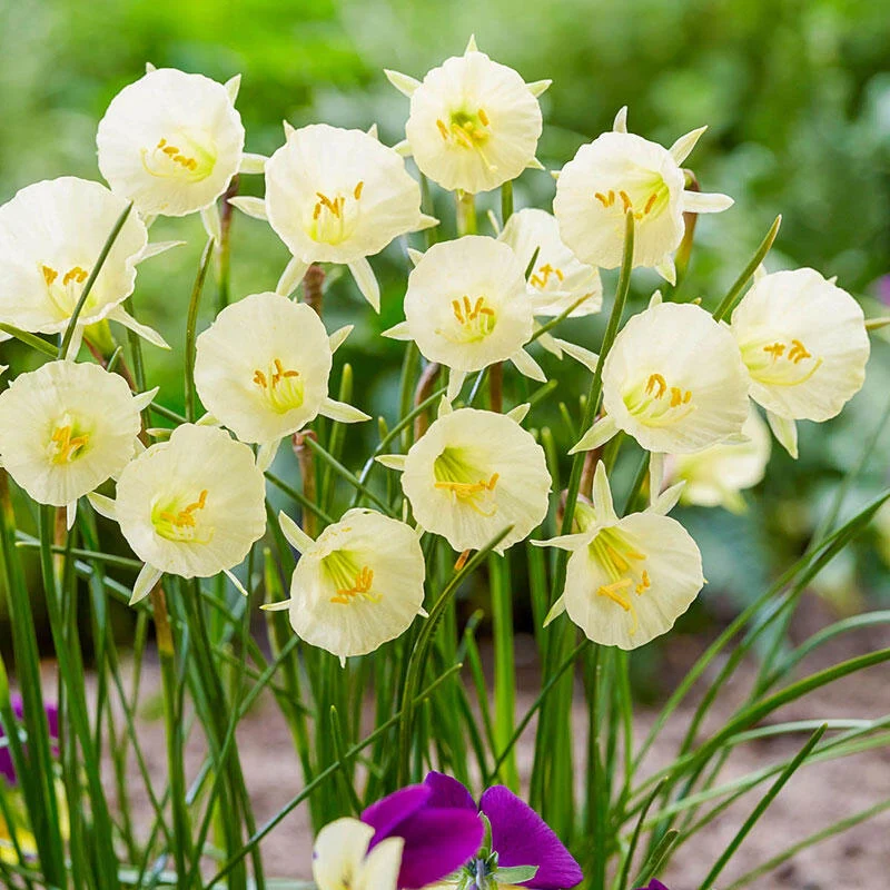 Arctic Bells Daffodil 1 211-arctic-bells-daffodil-1.webp