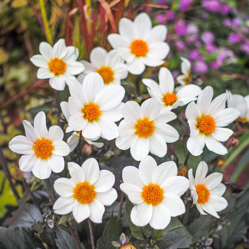 212-dahlegria-white-dahlia-1.webp