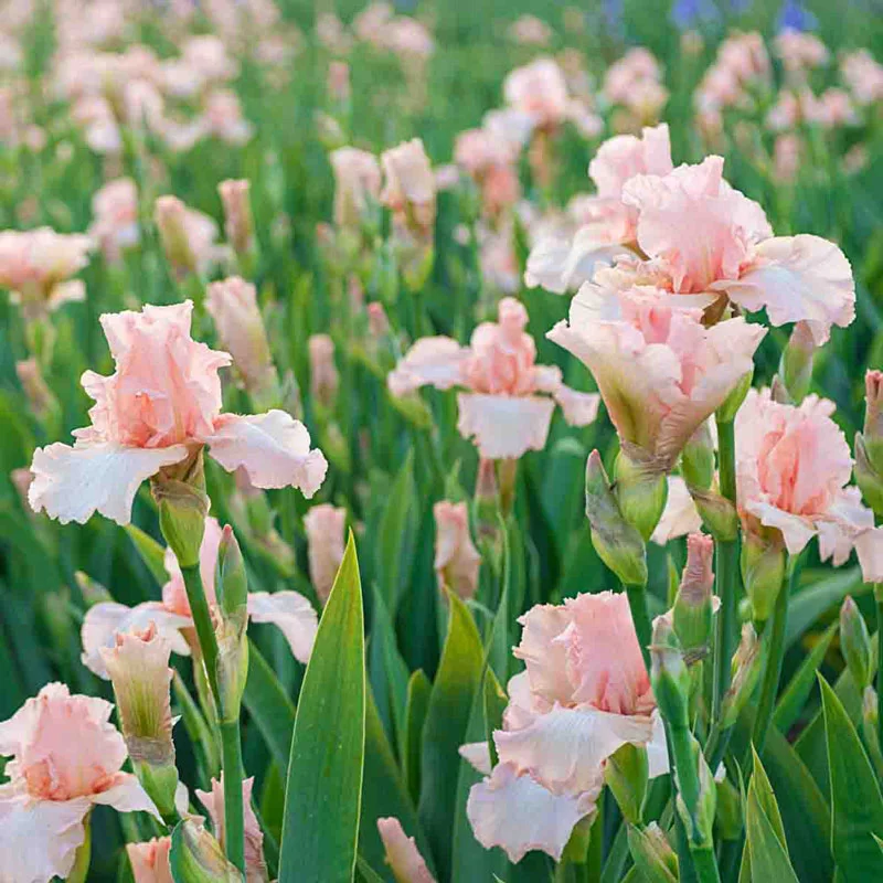 215-beverly-sills-bearded-reblooming-iris-1.webp