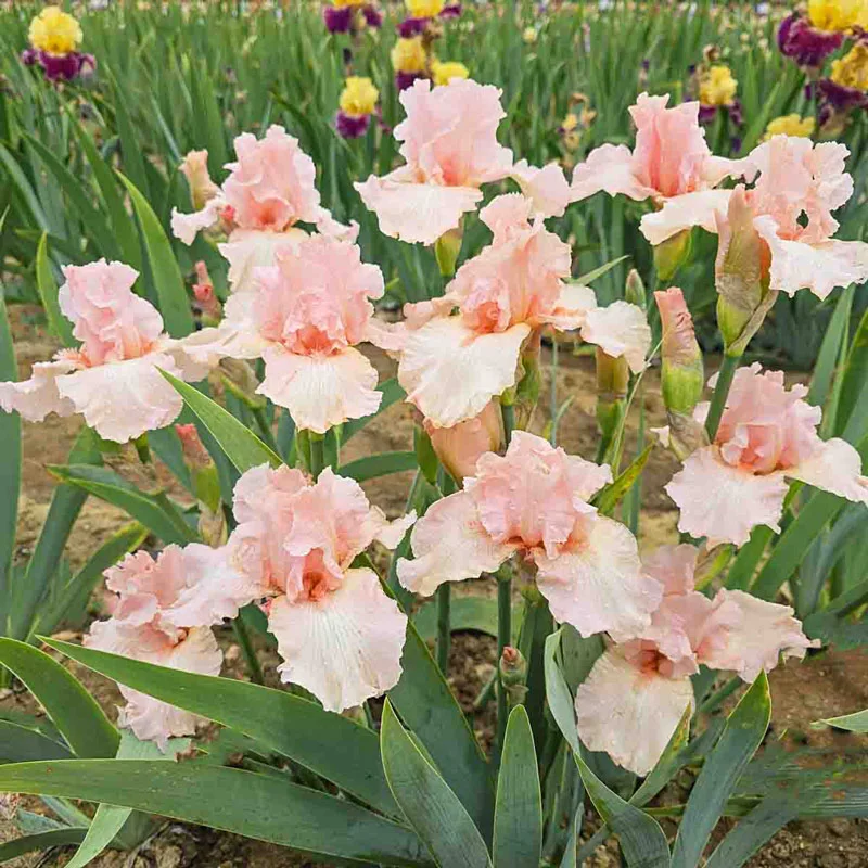 215-beverly-sills-bearded-reblooming-iris-1.webp
