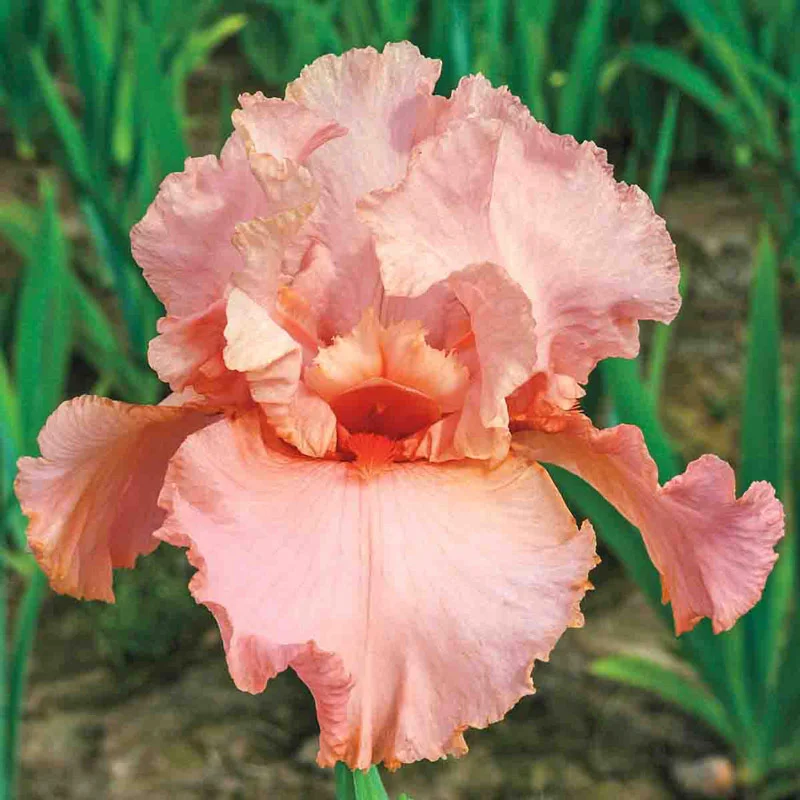 Peggy Sue Reblooming Bearded Iris
