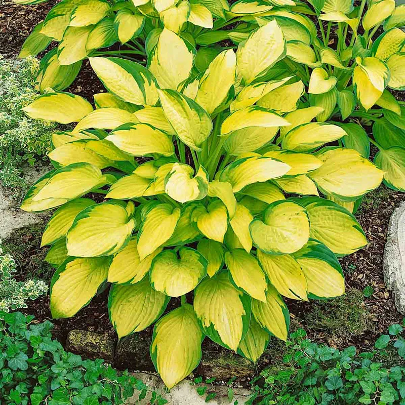 217-many-shades-of-hosta-collection-1.webp