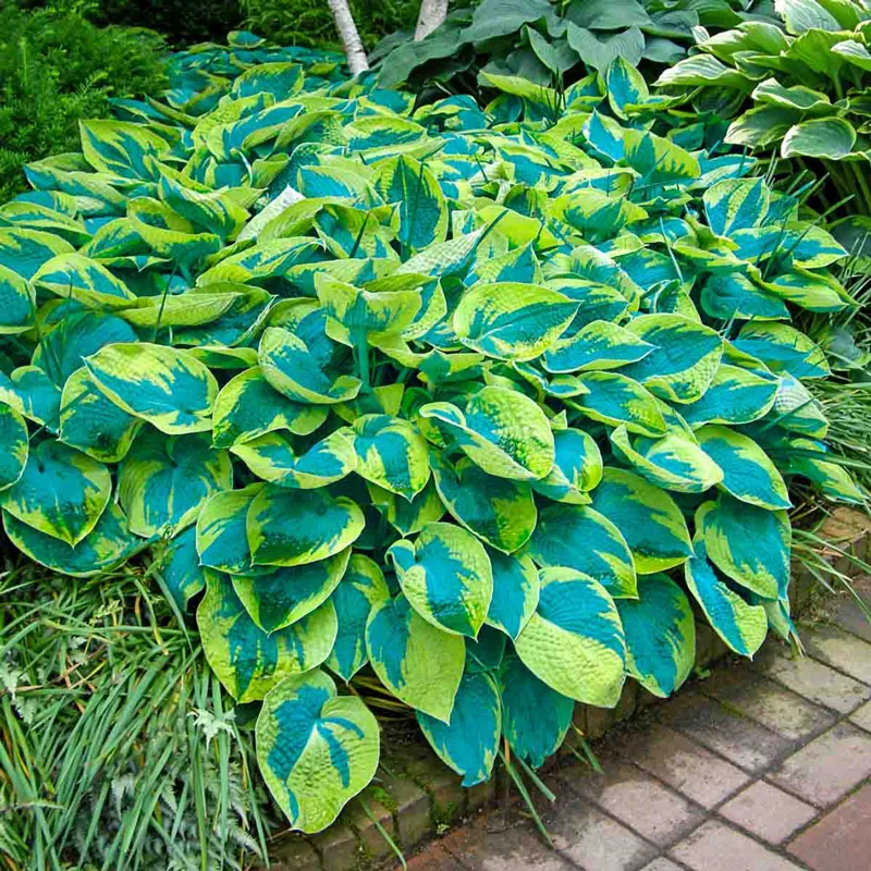 217-many-shades-of-hosta-collection-1.webp