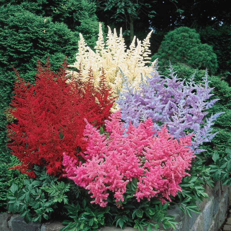 Astilbe Mixture Super SakÂ®