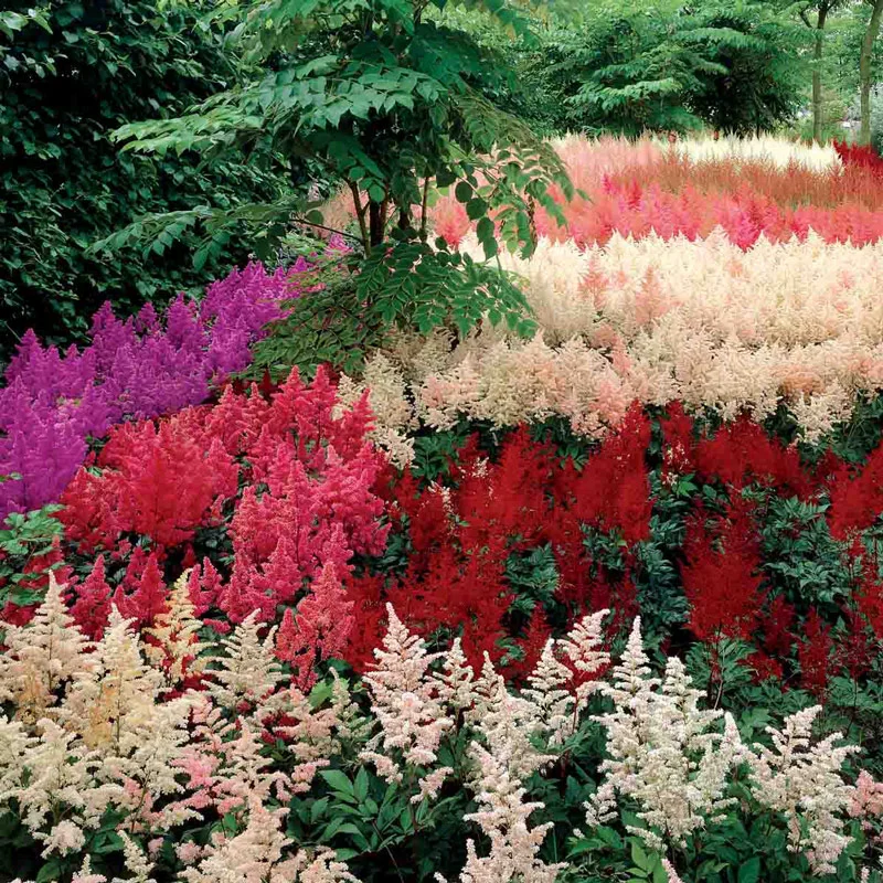 Astilbe Mixture Super SakÂ®