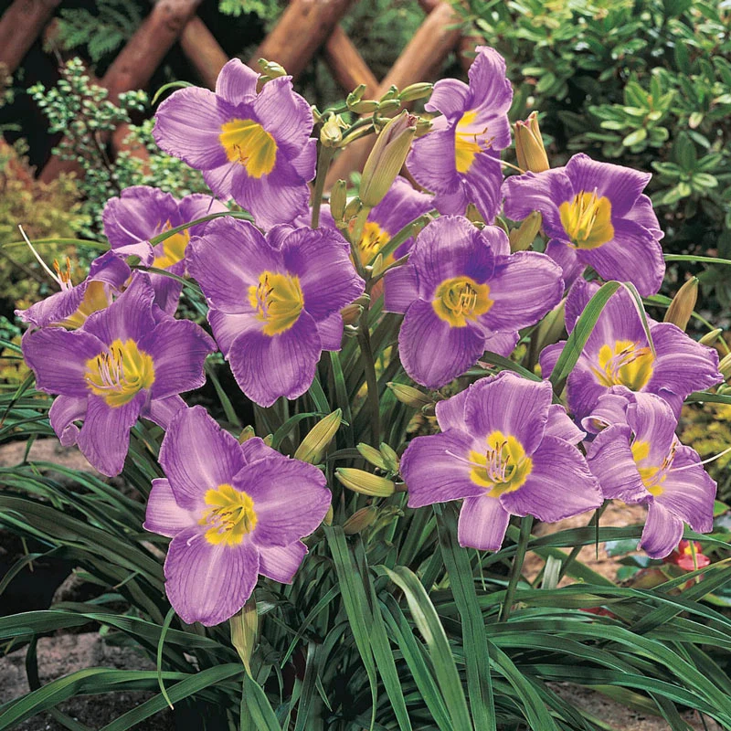 Prairie Blue Eyes Daylily