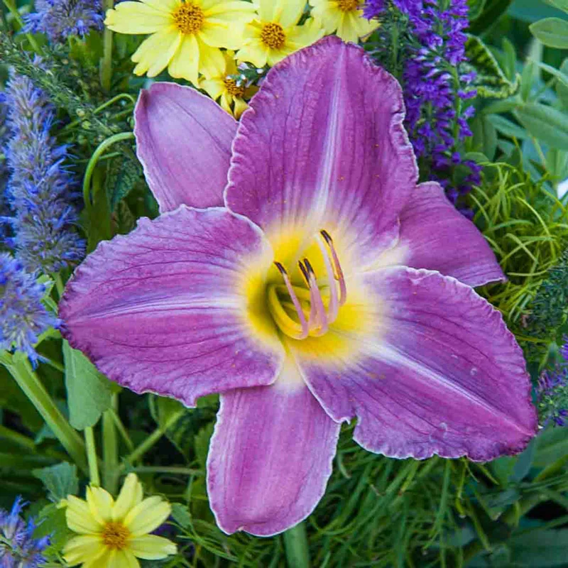 222-prairie-blue-eyes-daylily-1.webp
