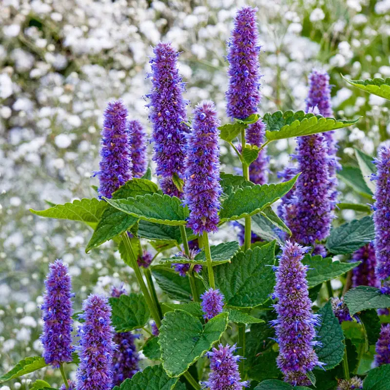 223-blue-fortune-anise-hyssop-1.webp