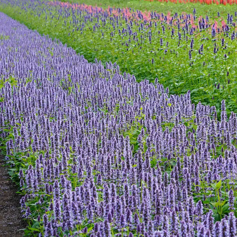 223-blue-fortune-anise-hyssop-1.webp