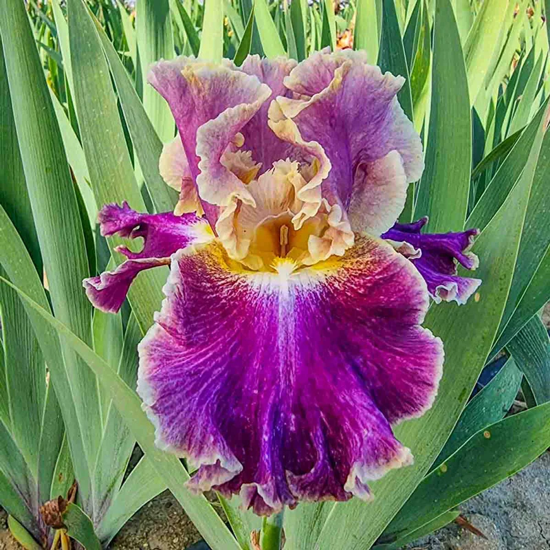 Montmartre Bearded Iris