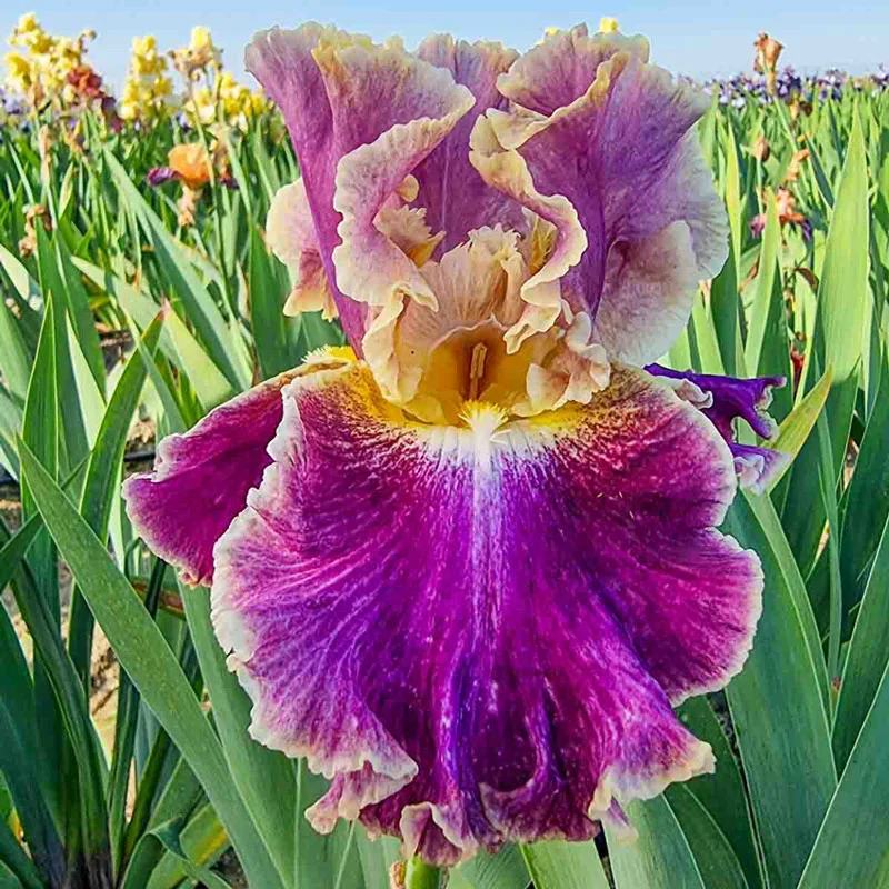 224-montmartre-bearded-iris-1.webp