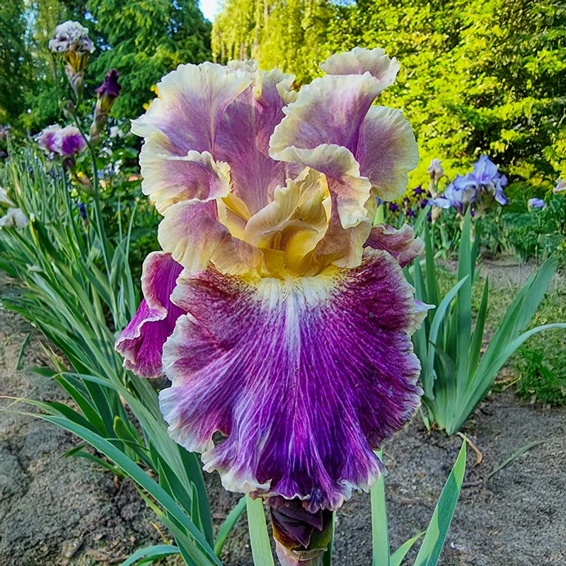 224-montmartre-bearded-iris-1.webp