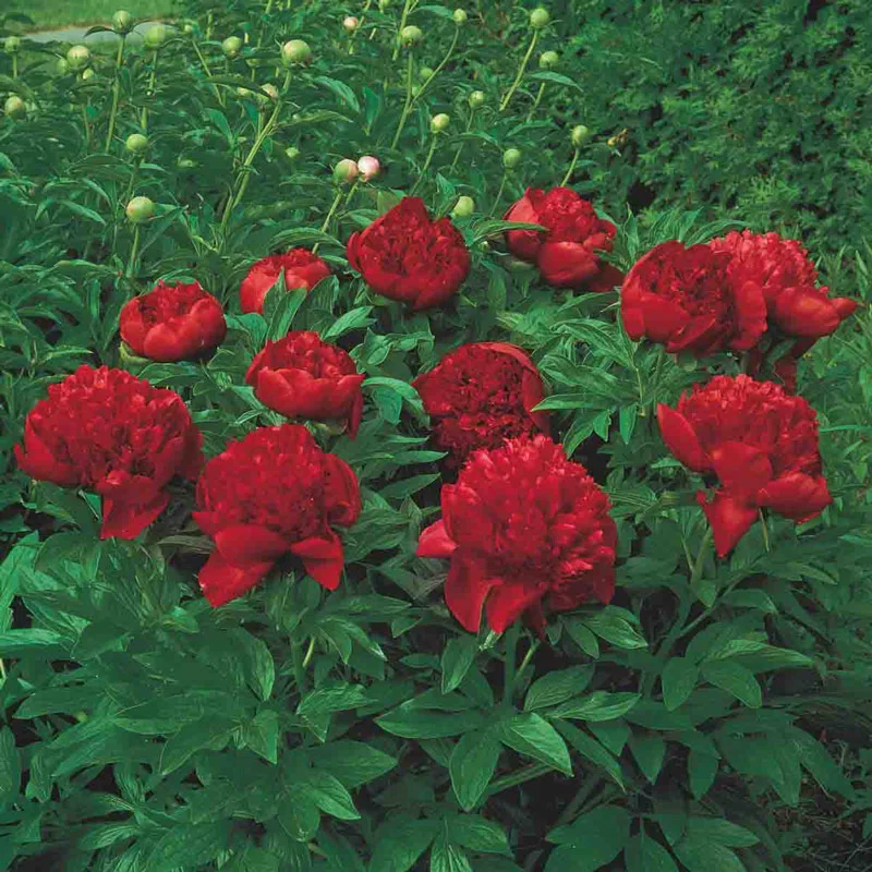 Felix Supreme Peony