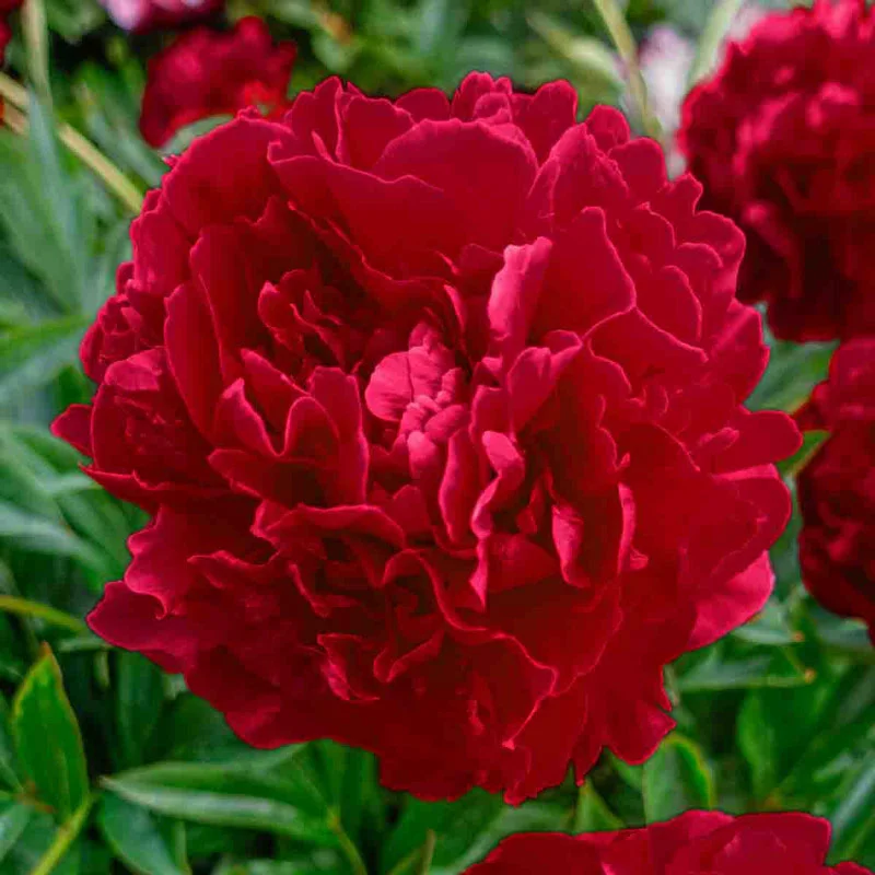 225-felix-supreme-peony-1.webp
