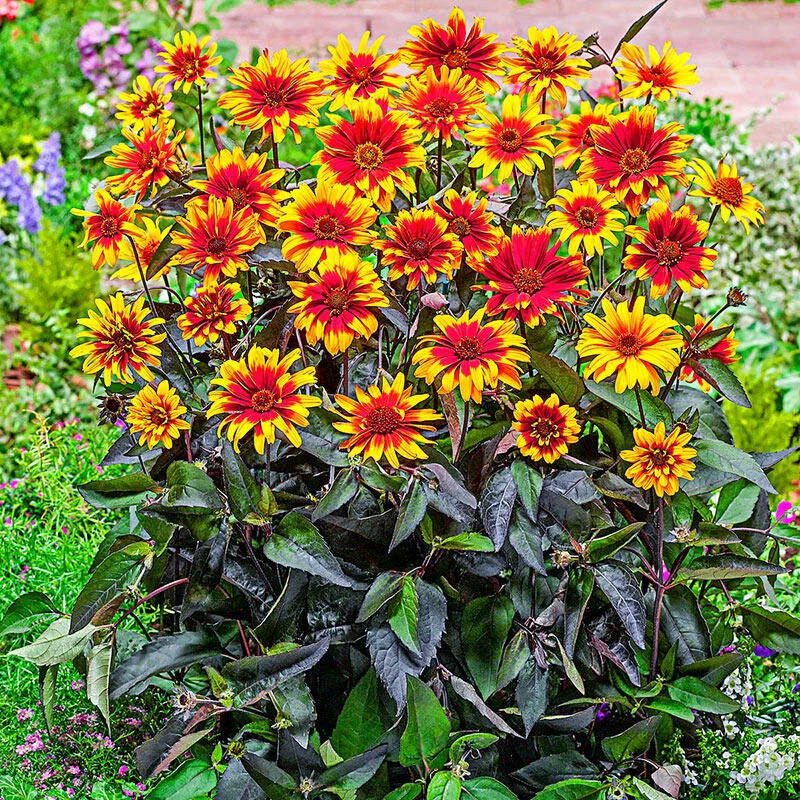 226-false-sunflower-breeders-mixture-1.webp