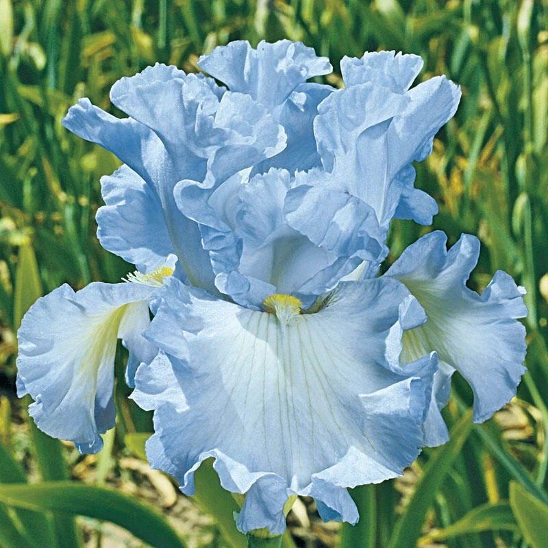 Absolute Treasure Bearded Iris