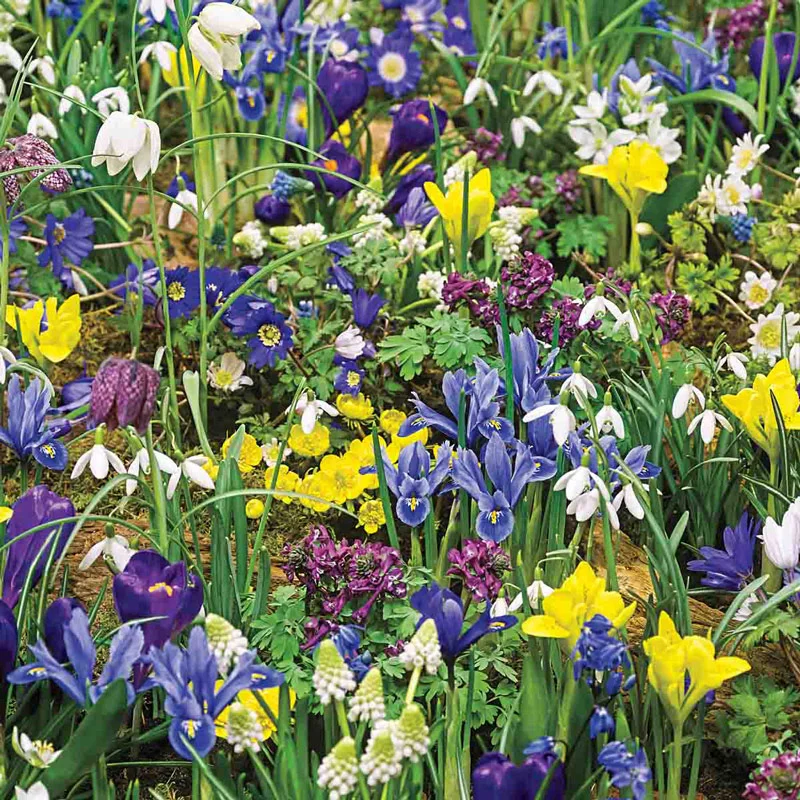 Eternal Springâ¢  3-Month Naturalizing Mixture