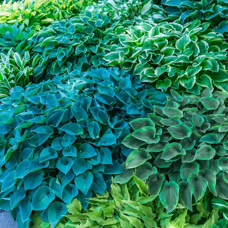 Hosta Mixture Super SakÂ®