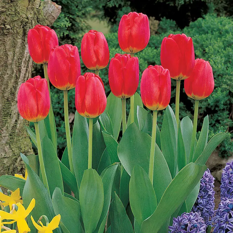 233-red-matador-jumbo-perennial-tulip-1.webp