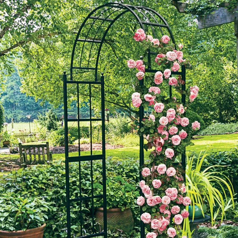 234-pearly-gates-climbing-rose-1.webp
