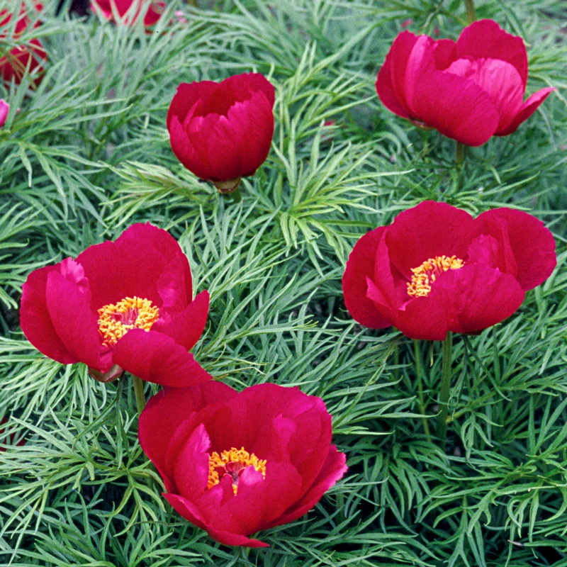 Fernleaf Peony