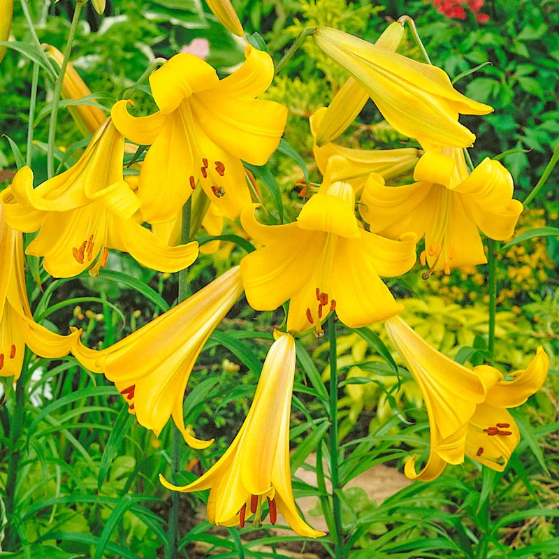 Golden Splendor Lily