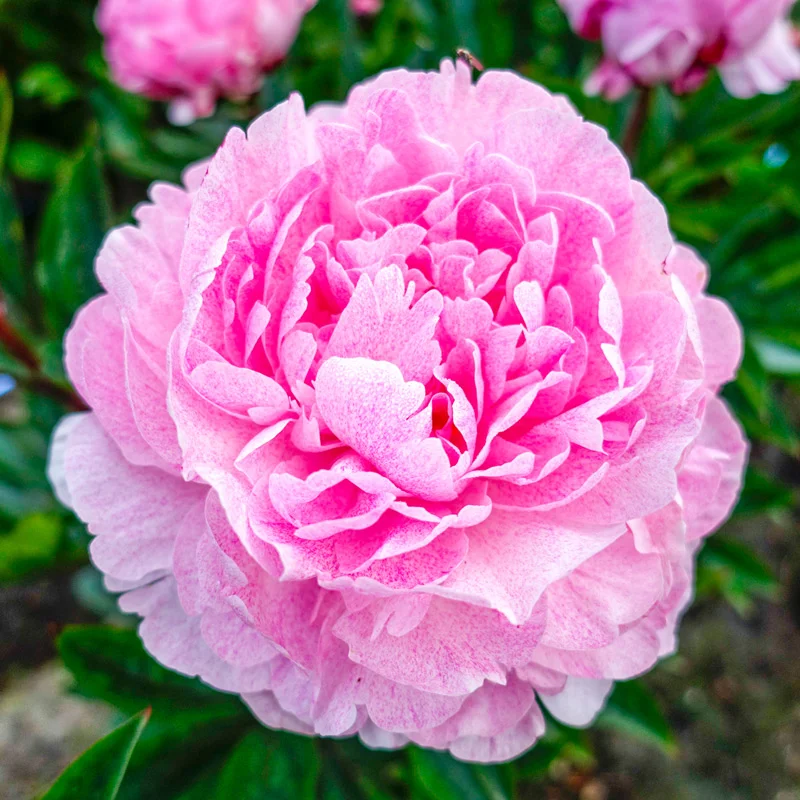 Pietertje Vriend Wagenaar Peony