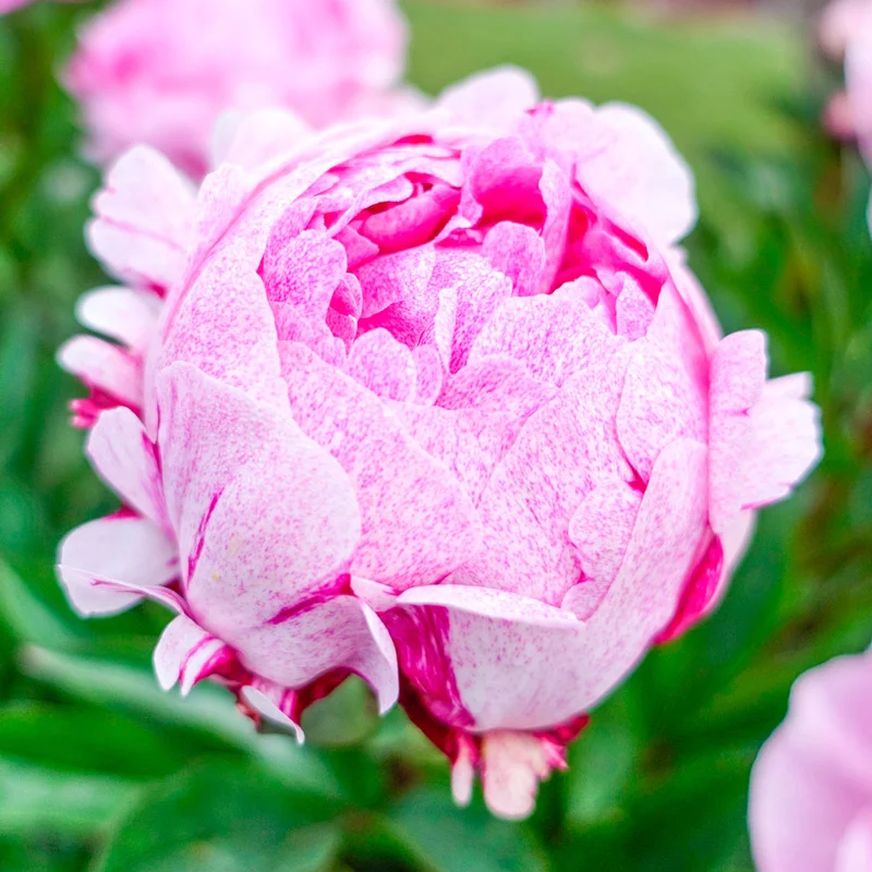 Pietertje Vriend Wagenaar Peony