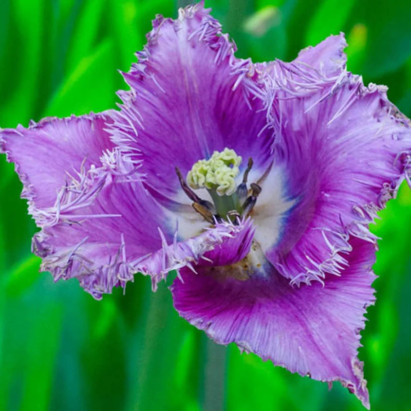 Ice Crystal Tulip