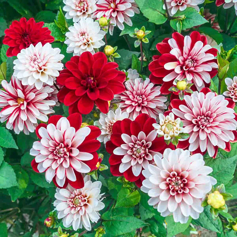 Pacific Time Dahlia