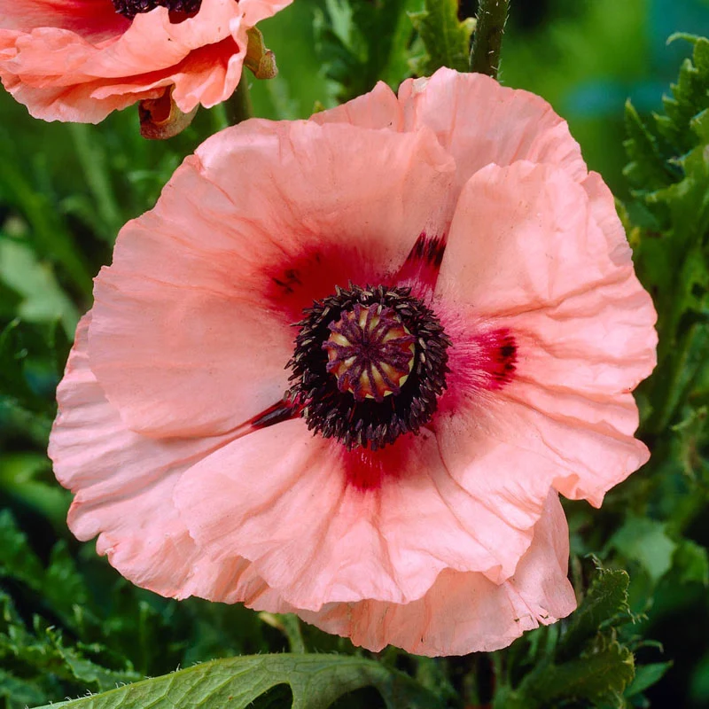 Aglaya Oriental Poppy 1 249-aglaya-oriental-poppy-1.webp