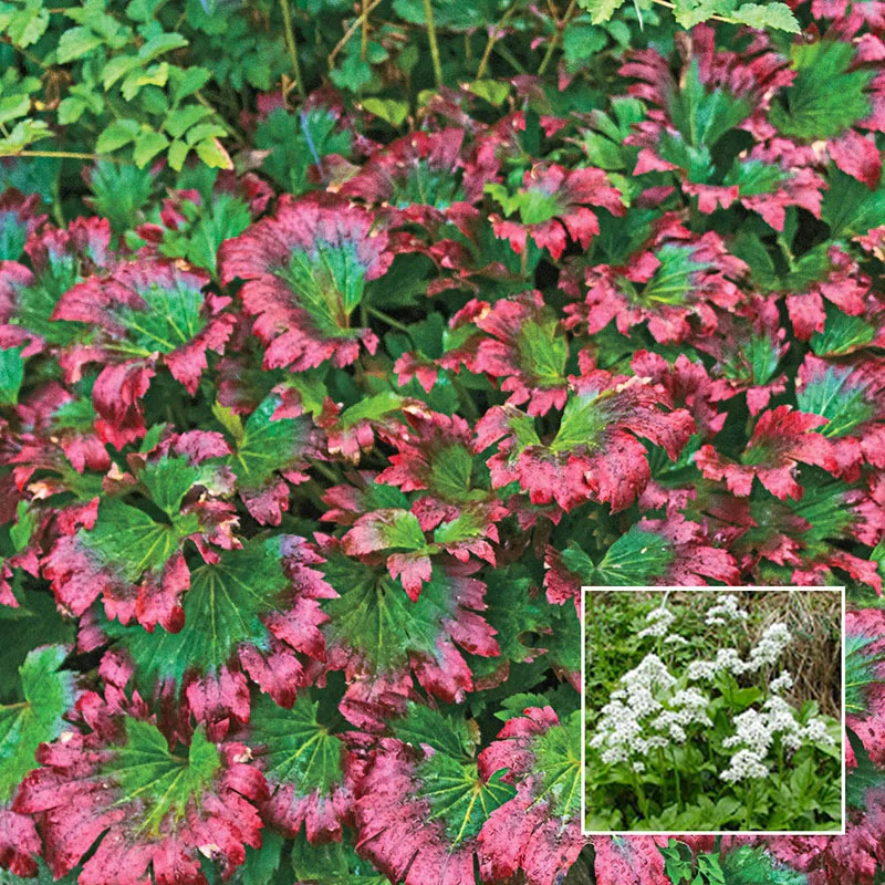 Crimson Fans Mukdenia