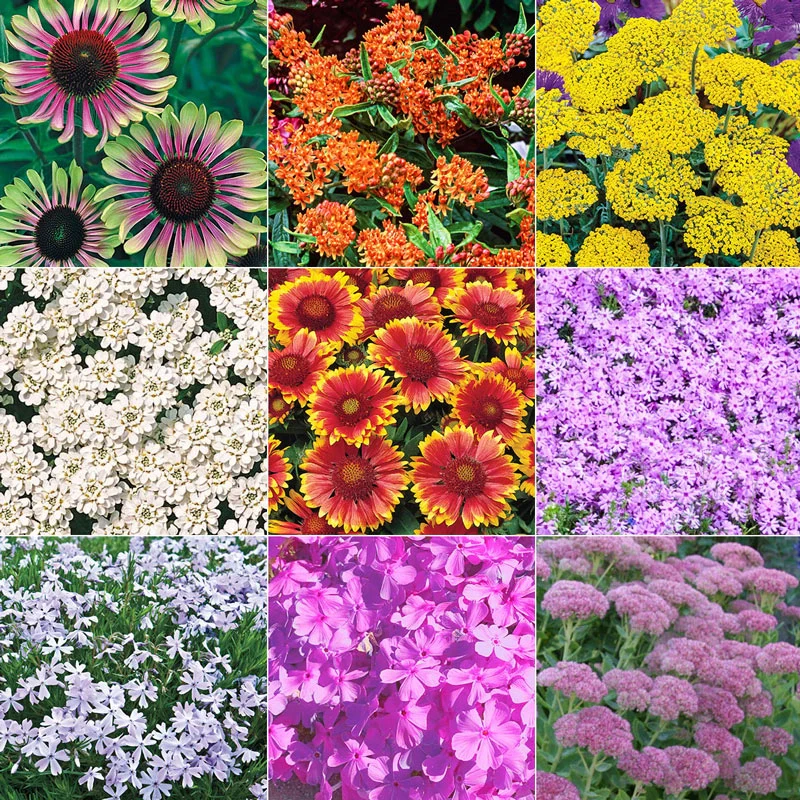 Drought-Resistant & Sun-Loving Designer Garden