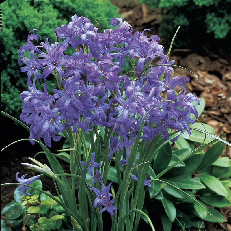 258-lavender-mountain-lilies-1.webp