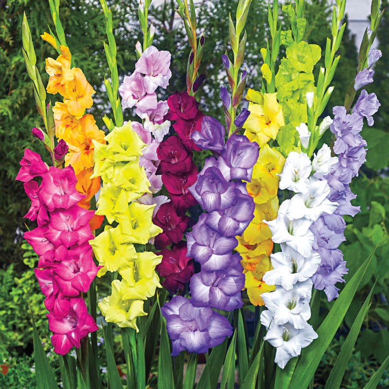 Gladiolus Cut-Flower Mixture