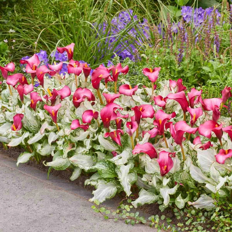 265-frozen-queen-calla-lily-1.webp