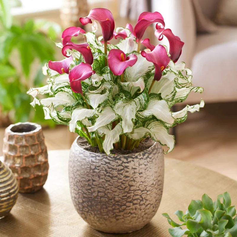 265-frozen-queen-calla-lily-1.webp
