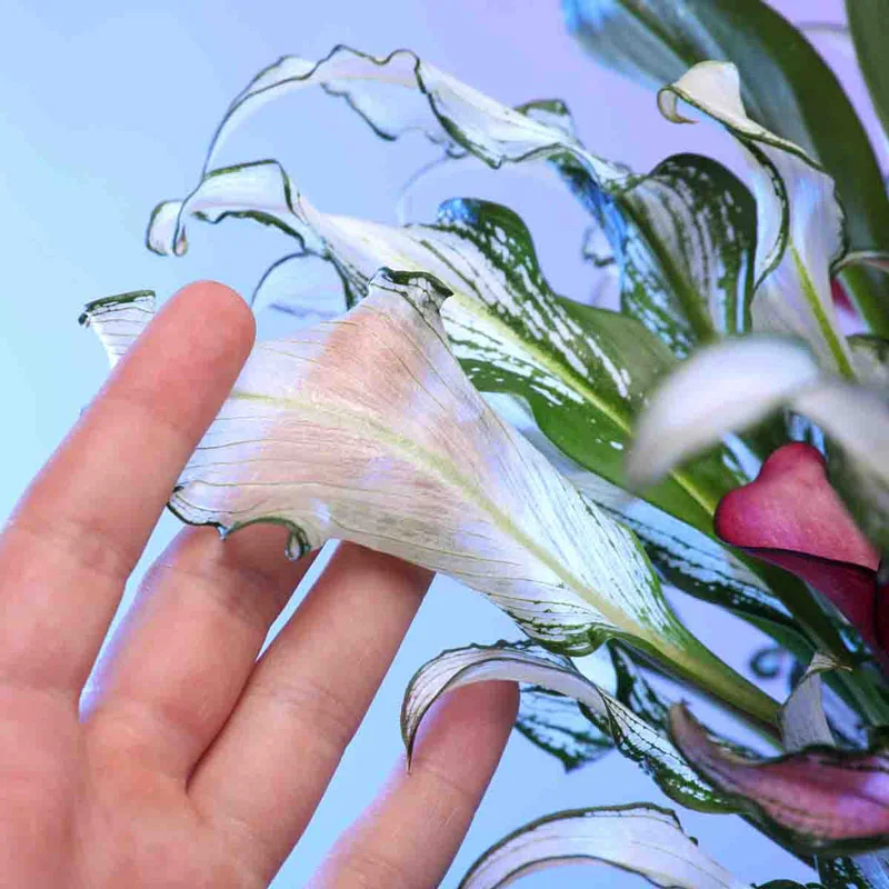 265-frozen-queen-calla-lily-1.webp