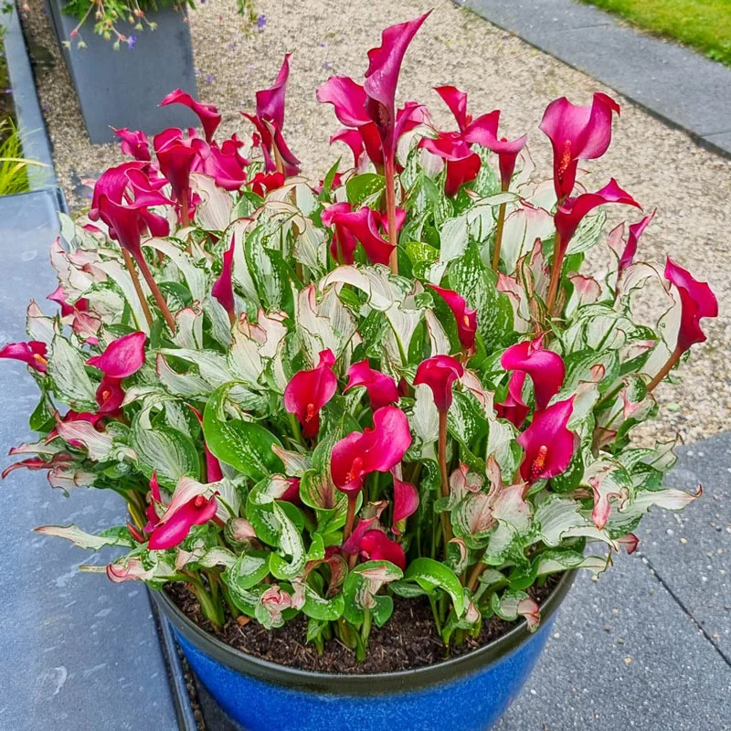 265-frozen-queen-calla-lily-1.webp