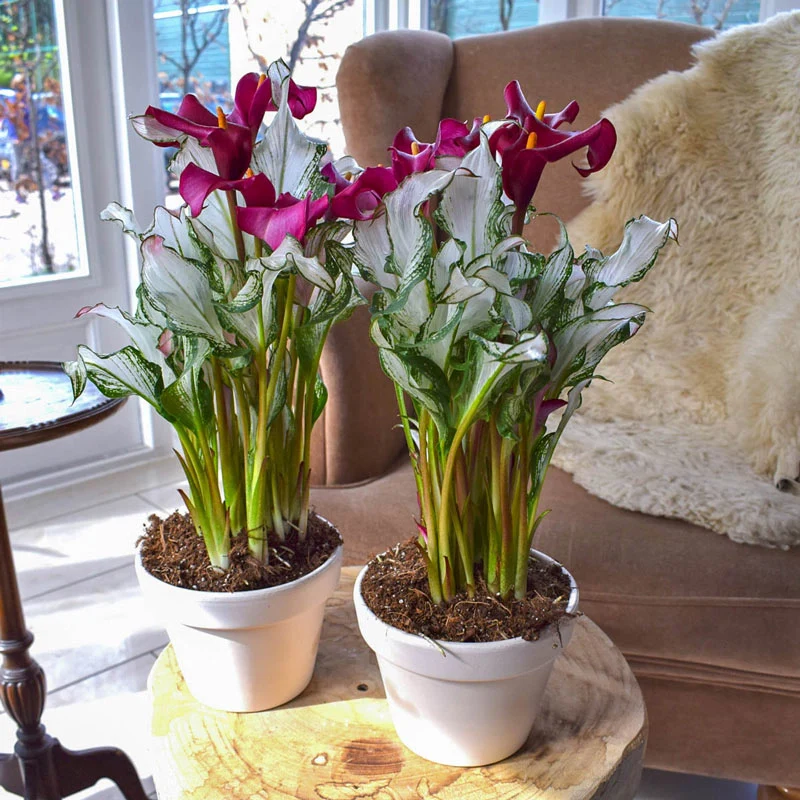 265-frozen-queen-calla-lily-1.webp