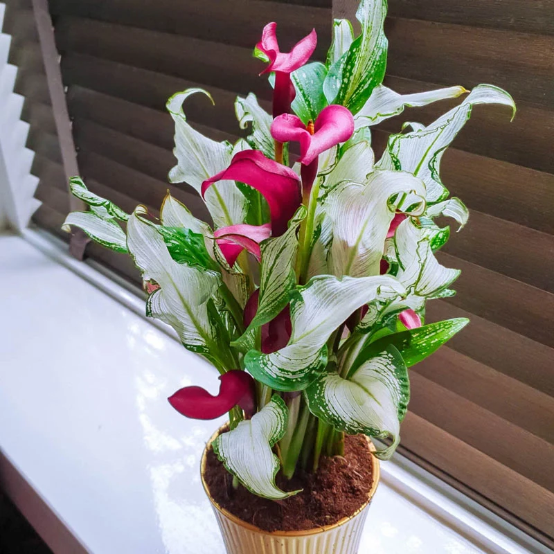 265-frozen-queen-calla-lily-1.webp